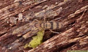 Hoppstjärt Collembola Entomobrya corticalis